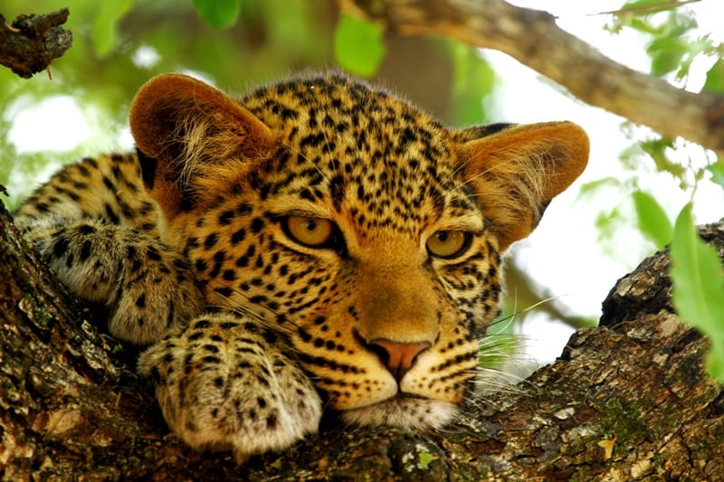 Botswana Holidays & Tours