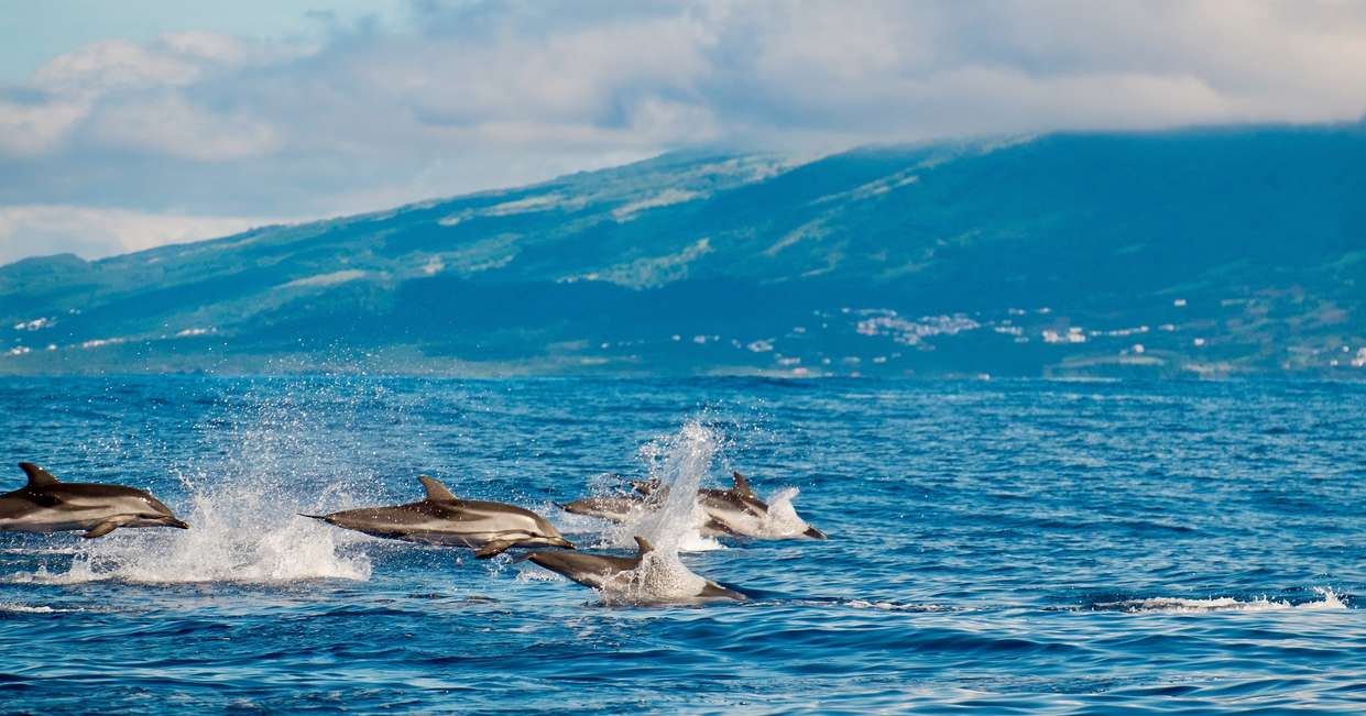 azores dolphin tours