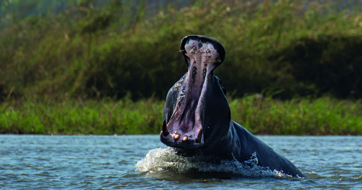 tourhub | Explore! | Botswana Wildlife Safari 