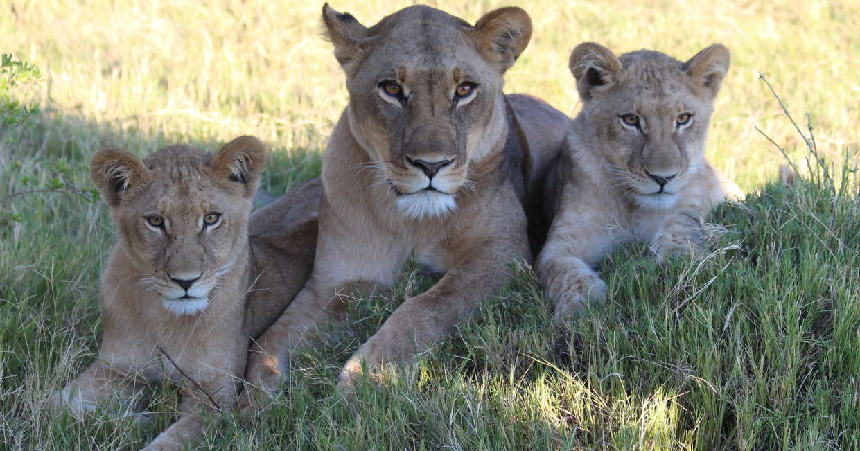 tourhub | Explore! | Botswana Wildlife Safari 