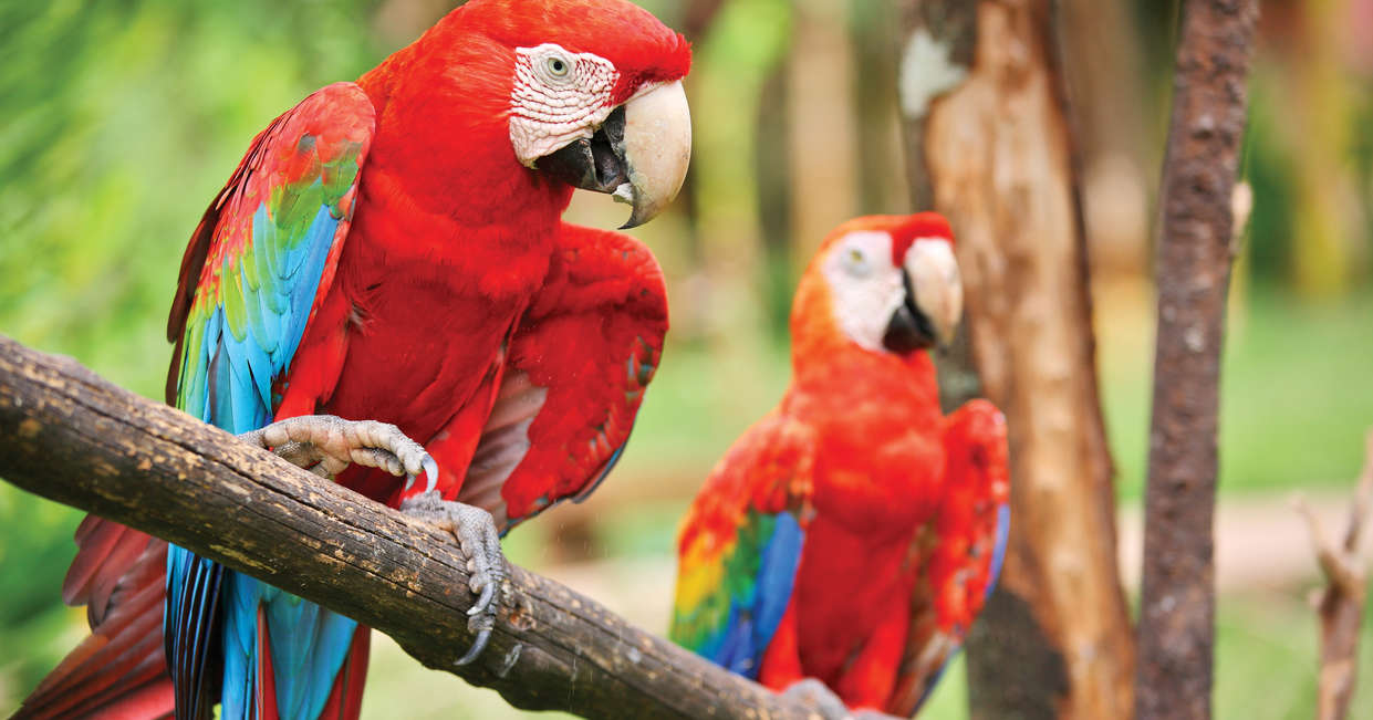 tourhub | Explore! | Family Costa Rica Rainforest and Wildlife Adventure 