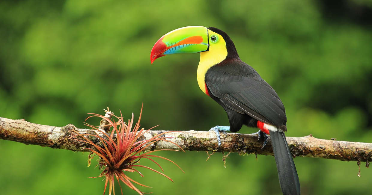 tourhub | Explore! | Family Costa Rica Rainforest and Wildlife Adventure 