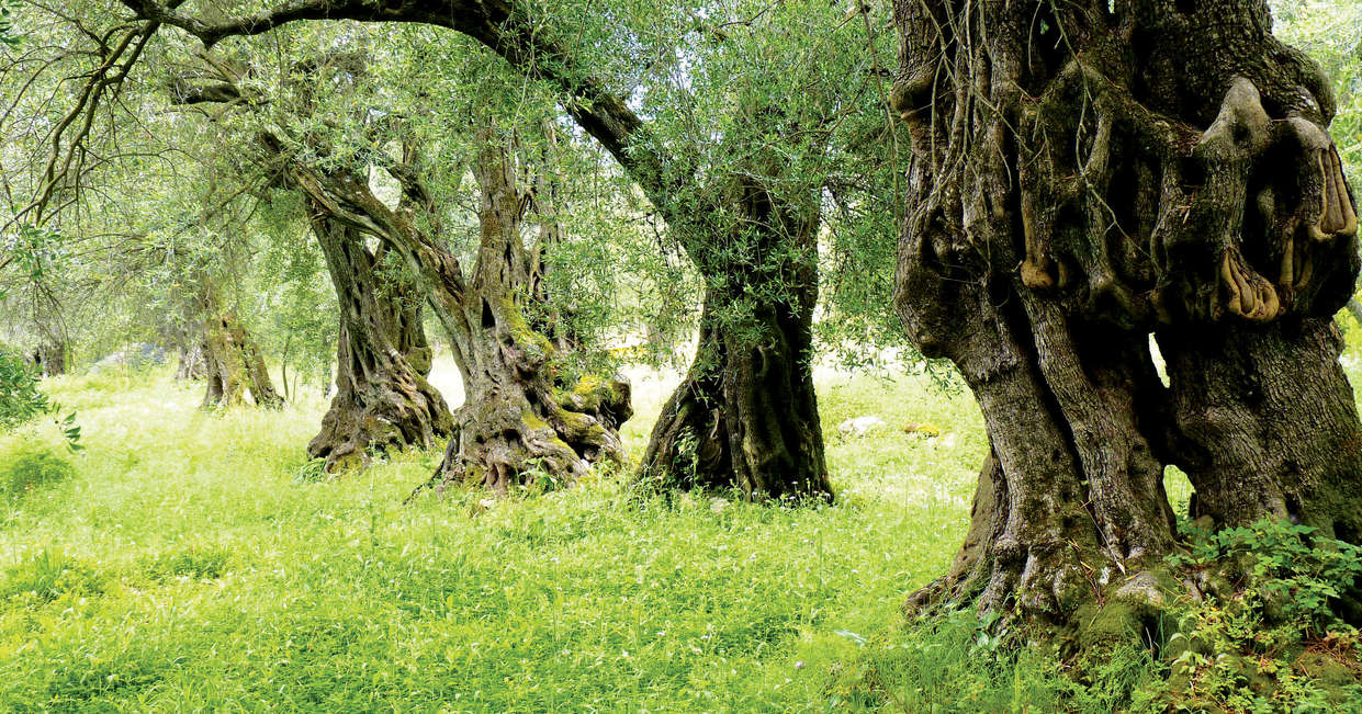 tourhub | Explore! | Walking the Corfu Trail (North) 