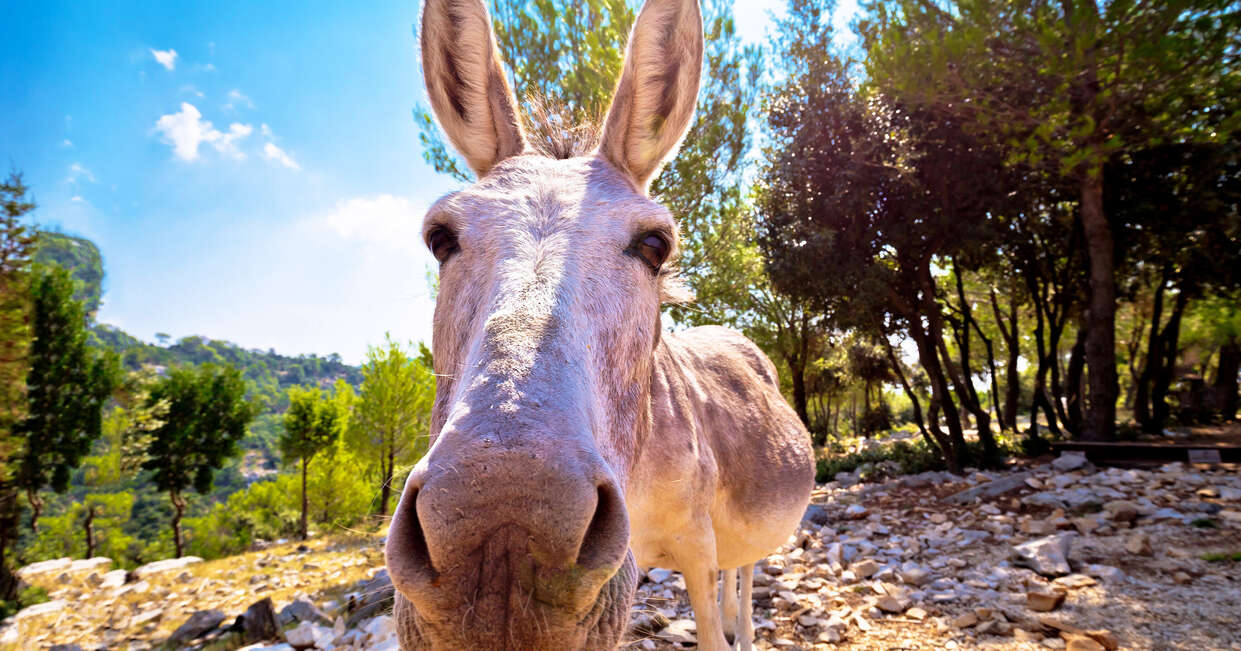 tourhub | Explore! | Croatia Island Hopping 