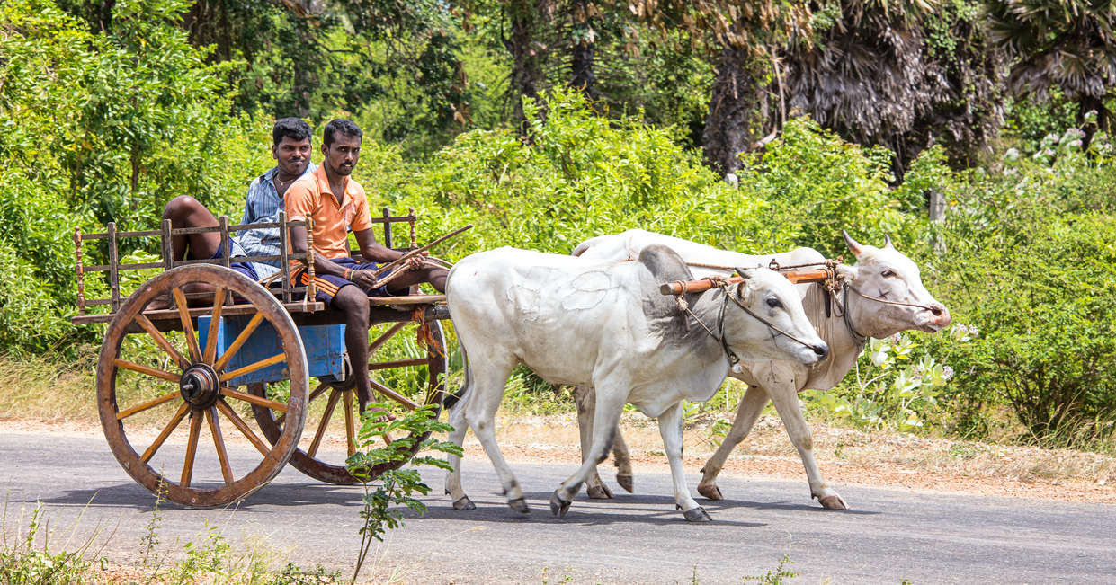 tourhub | Explore! | Family Highlights of Sri Lanka 