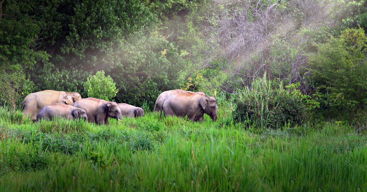 tourhub | Explore! | Family Thailand Beach, Jungle and Wildlife 