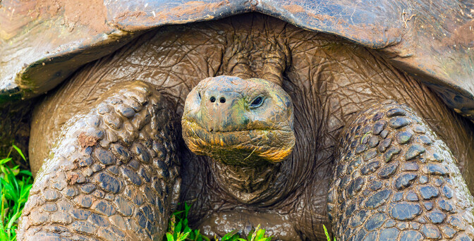 Galapagos - Central, North, South & East Islands aboard the Archipel I ...