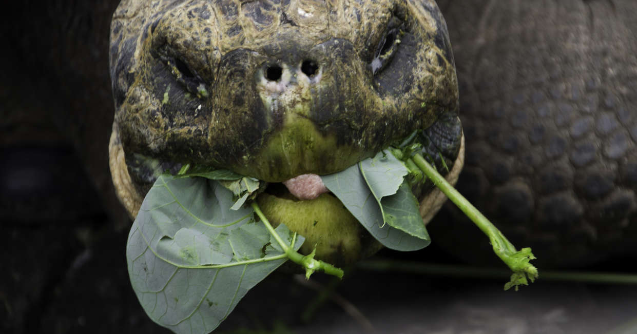 tourhub | Explore! | Machu Picchu and Galapagos 