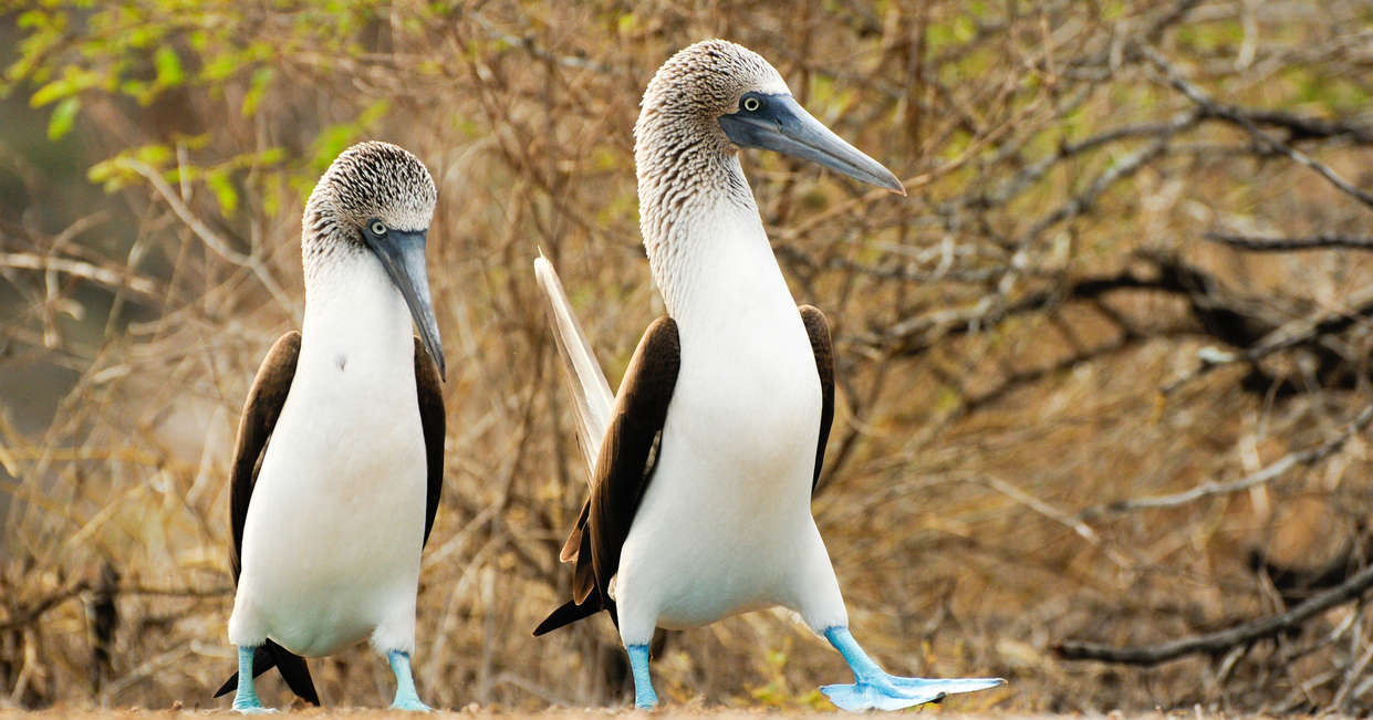 tourhub | Explore! | Volcanoes and Galapagos 