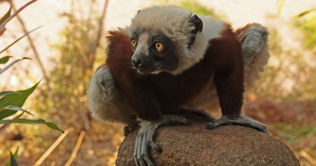 tourhub | Explore! | Madagascar: The Lost Continent 