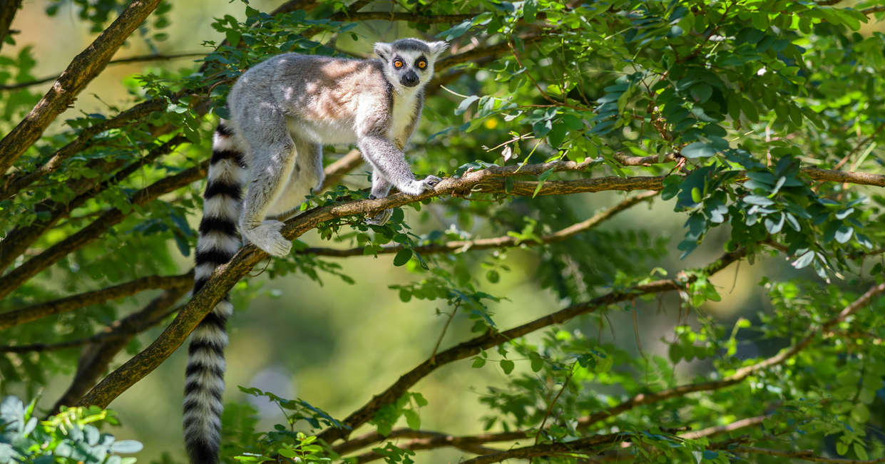 tourhub | Explore! | Madagascar: The Lost Continent 