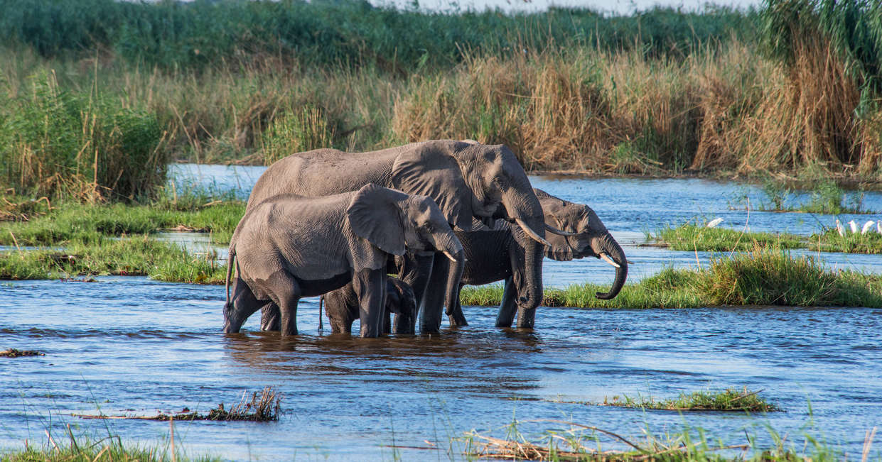 tourhub | Explore! | Botswana's Premium Safari | OZ