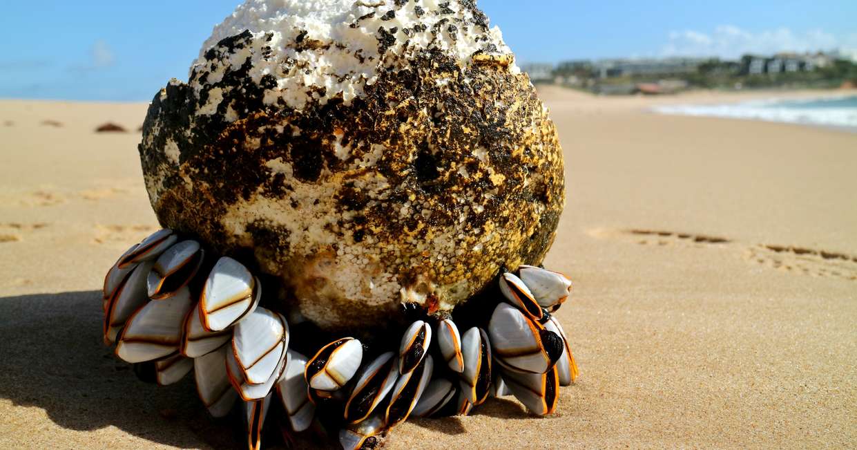 tourhub | Explore! | Walking in Portugal - Remote Coastal Trails 