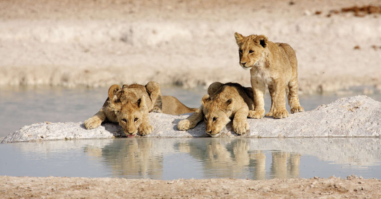 tourhub | Explore! | Namibia Lodge Safari 