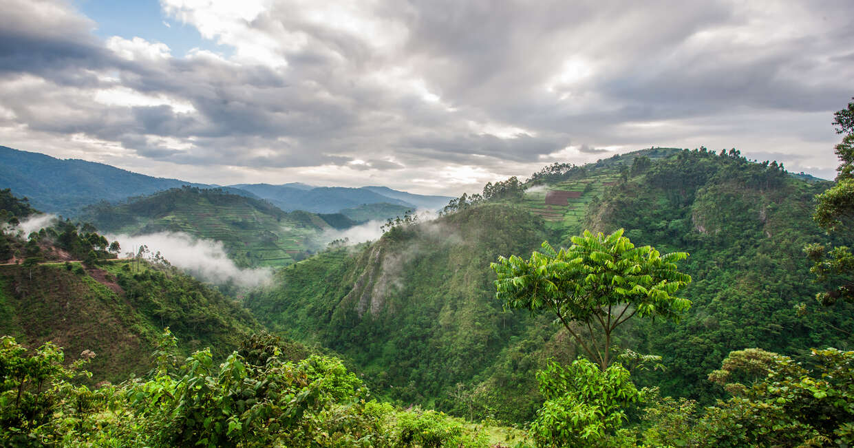 tourhub | Explore! | Uganda and Rwanda Gorilla Discovery 