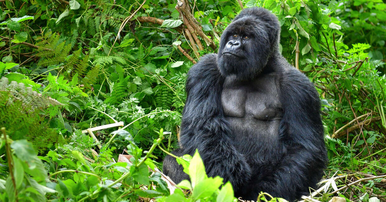 tourhub | Explore! | Uganda and Rwanda Gorilla Discovery 