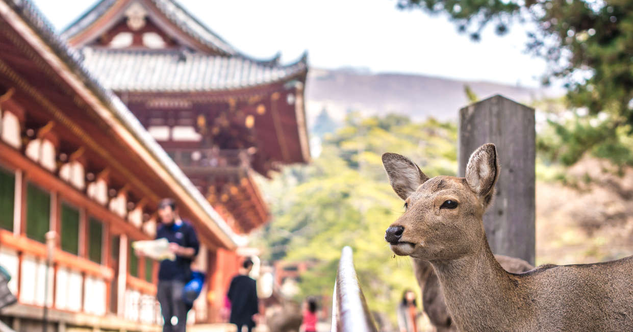 Deer at the Todaiji Temple, Nara
