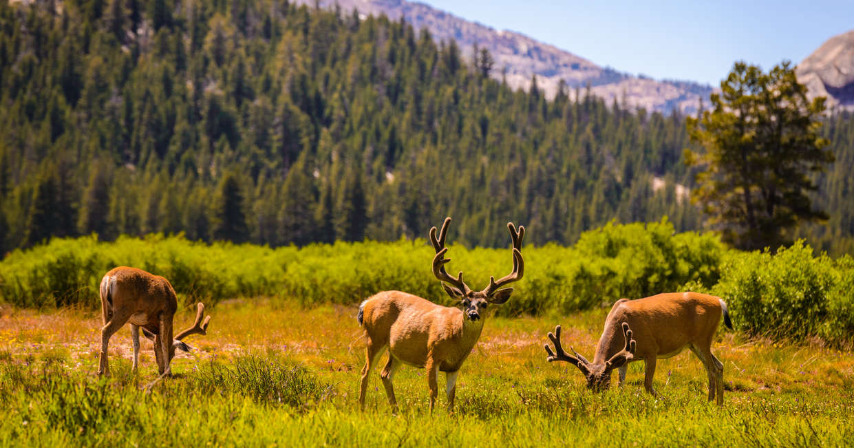 tourhub | Explore! | Western USA National Parks Explorer 