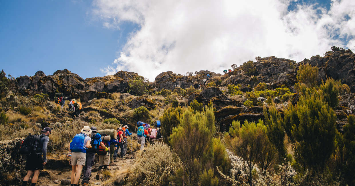 tourhub | Explore! | Kilimanjaro - Lemosho Trek + Safari Extension 