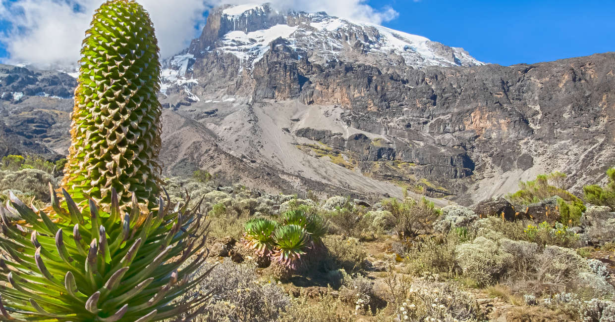 tourhub | Explore! | Kilimanjaro - Lemosho Trek + Safari Extension 